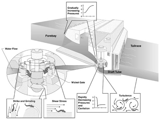 Pressures and waterways cause injuries Measuring tactile pressure exerted on fish can help build better hydroelectric turbines